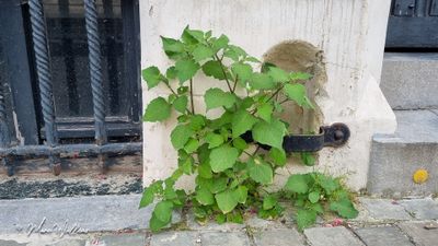 Zwarte nachtschade (Solanum nigrum)