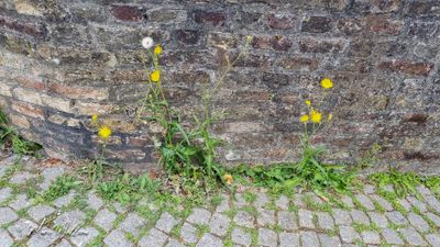 Akkermelkdistel (Sonchus arvensis)