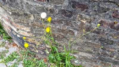 Akkermelkdistel (Sonchus arvensis)