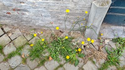 Gewoon biggenkruid (Hypochaeris radicata)