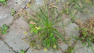 Hertshoornweegbree (Plantago coronopus)