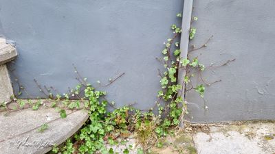muurleeuwenbek (Cymbalaria muralis)-092815.jpg