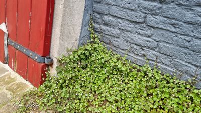 Muurleeuwenbek (Cymbalaria muralis)