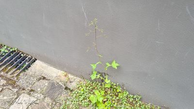 Muursla (Mycelis muralis)