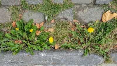 Paardenbloem (Taraxacum officinale)