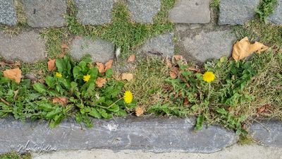 Paardenbloem (Taraxacum officinale)