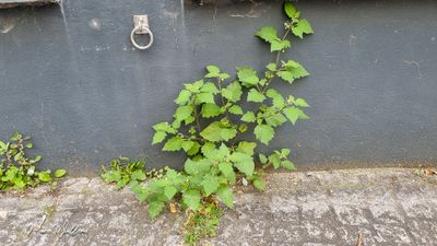 Zwarte nachtschade (Solanum nigrum)