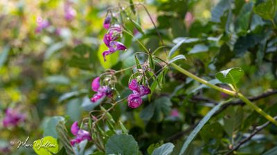 Reuzenbalsemien (Impatiens glandulifera)
