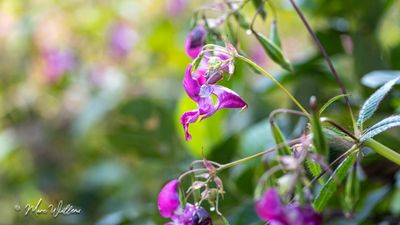 Reuzenbalsemien (Impatiens glandulifera)