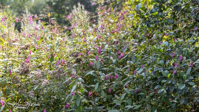 Reuzenbalsemien (Impatiens glandulifera)