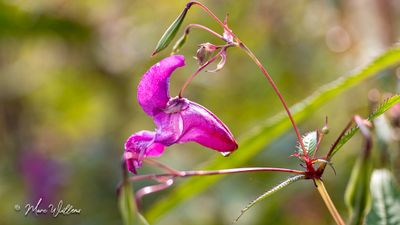 Reuzenbalsemien (Impatiens glandulifera)
