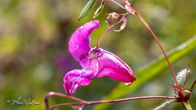 Reuzenbalsemien (Impatiens glandulifera)
