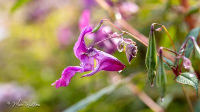 Reuzenbalsemien (Impatiens glandulifera)