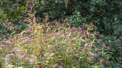 Reuzenbalsemien (Impatiens glandulifera)