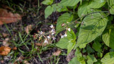 Groot heksenkruid (Circaea lutetiana)