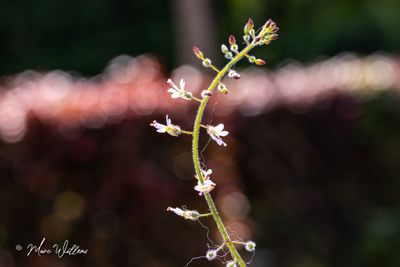 Groot heksenkruid (Circaea lutetiana)
