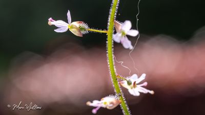 Groot heksenkruid (Circaea lutetiana)