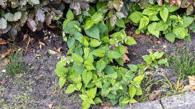 Groot heksenkruid (Circaea lutetiana)