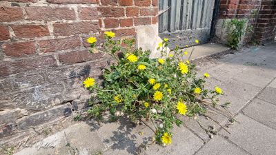 Dubbelkelk (Picris echioides)
