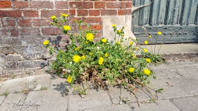 Dubbelkelk (Picris echioides)