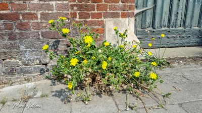 Dubbelkelk (Picris echioides)