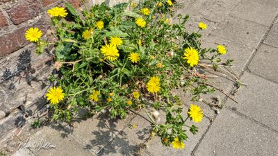 Dubbelkelk (Picris echioides)
