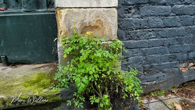 Gele helmbloem (Pseudofumaria lutea, synoniem: Corydalis lutea)
