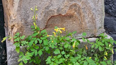 Gele helmbloem (Pseudofumaria lutea, synoniem: Corydalis lutea)