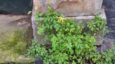 Gele helmbloem (Pseudofumaria lutea, synoniem: Corydalis lutea)