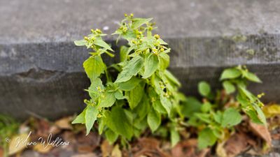 Harig knopkruid (Galinsoga quadriradiata, synoniem: Galinsoga ciliata)