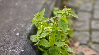 Harig knopkruid (Galinsoga quadriradiata, synoniem: Galinsoga ciliata)