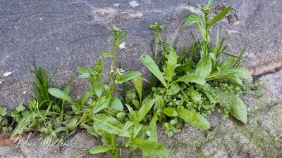 Herderstasje (Capsella bursa-pastoris)