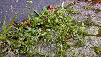 Herderstasje (Capsella bursa-pastoris)