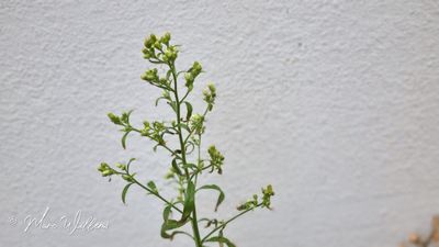 Hoge fijnstraal (Conyza sumatrensis, basioniem: Erigeron sumatrensis)
