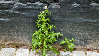 Klein kruiskruid (Senecio vulgaris)