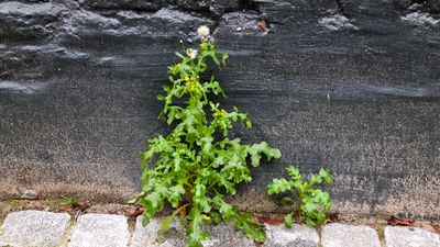 Klein kruiskruid (Senecio vulgaris)