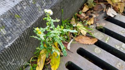 Klein kruiskruid (Senecio vulgaris)
