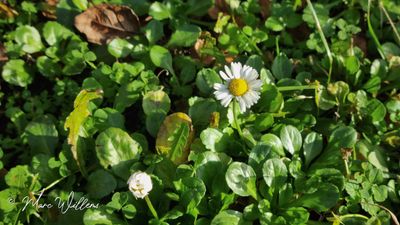Madeliefje (Bellis perennis)