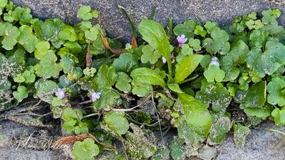 Muurleeuwenbek (Cymbalaria muralis; synoniem: Linaria cymbalaria)