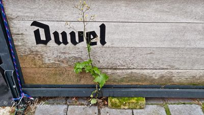 Muursla (Mycelis muralis)