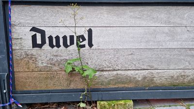 Muursla (Mycelis muralis)