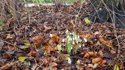 Sneeuwklokje (Galanthus) specimen