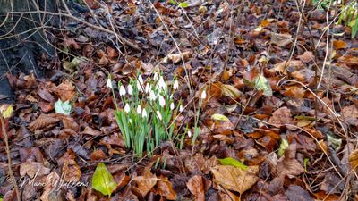 Sneeuwklokje (Galanthus) spec.