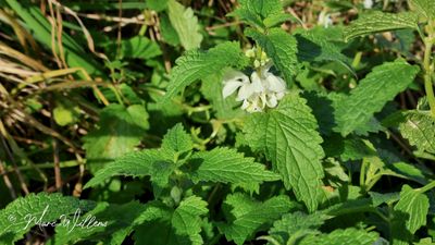 Witte dovenetel (Lamium album)