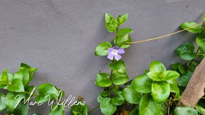 Grote maagdenpalm (Vinca major)