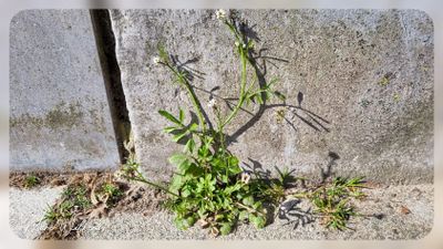 Kleine veldkers - Cardamine hirsuta