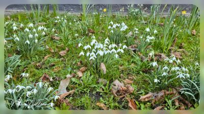 sneeuwklokje - Galanthus