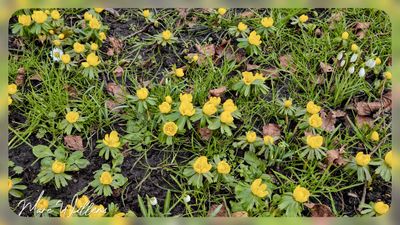 Winterakoniet - Eranthis hyemalis