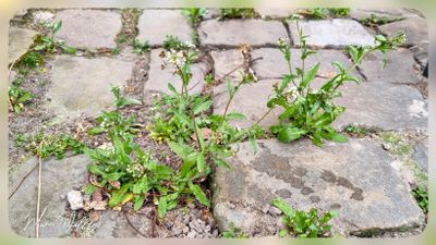 Herderstasje-Capsella bursa-pastoris