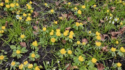 Winterakoniet - Eranthis hyemalis
